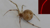 Ragni modificati geneticamente producono seta rossa fluorescente
