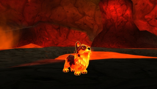 Corgi Ardente